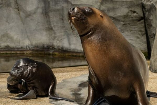 גן חיות פריז