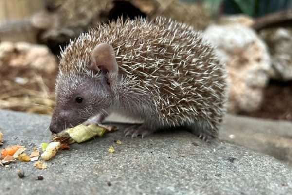 גן חיות פריז