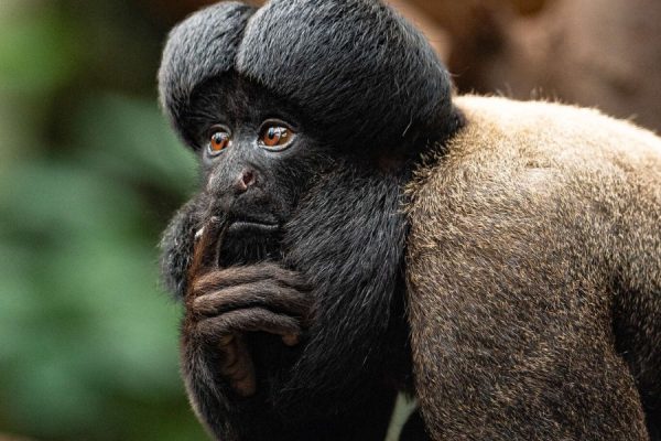 גן חיות פריז