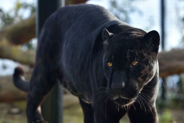 גן חיות פריז