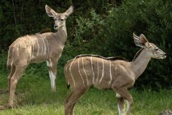 גן חיות פריז